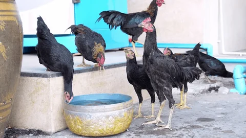 Theo dõi trận đá gà thomo hôm nay với những bình luận hấp dẫn nhất Theo dõi trận đá gà thomo hôm nay với những bình luận hấp dẫn nhất