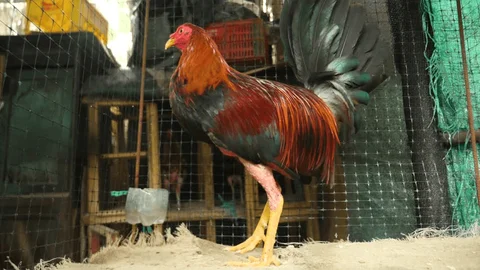 Khám Phá Thế Giới Đá Gà Cựa Sắt Tại Thomo: Đam Mê Và Chiến Thắng Khám Phá Thế Giới Đá Gà Cựa Sắt Tại Thomo: Đam Mê Và Chiến Thắng