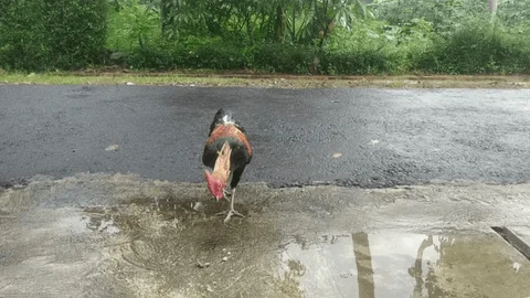 Những điều thú vị ít người biết về gà đá và bí quyết chăm sóc chúng Những điều thú vị ít người biết về gà đá và bí quyết chăm sóc chúng