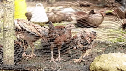 Cập nhật thú vị về gà đá cựa sắt Thomo và những chiến binh mới nhất trong đấu trường 2023 Cập nhật thú vị về gà đá cựa sắt Thomo và những chiến binh mới nhất trong đấu trường 2023