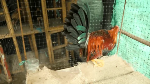 Cách Chăm Sóc Gà Đòn Sau Khi Trở Về Từ Sân Đấu Cách Chăm Sóc Gà Đòn Sau Khi Trở Về Từ Sân Đấu